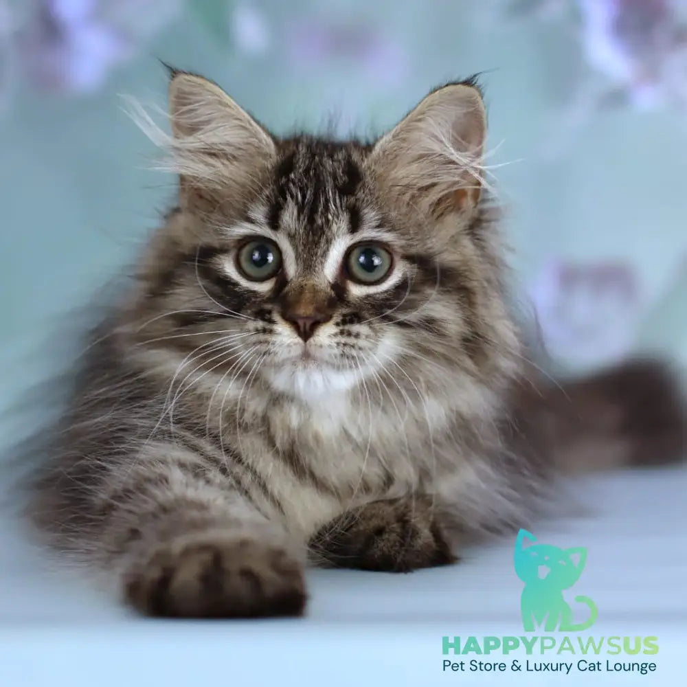 Gemma Siberian female black spotted tabby - live animals