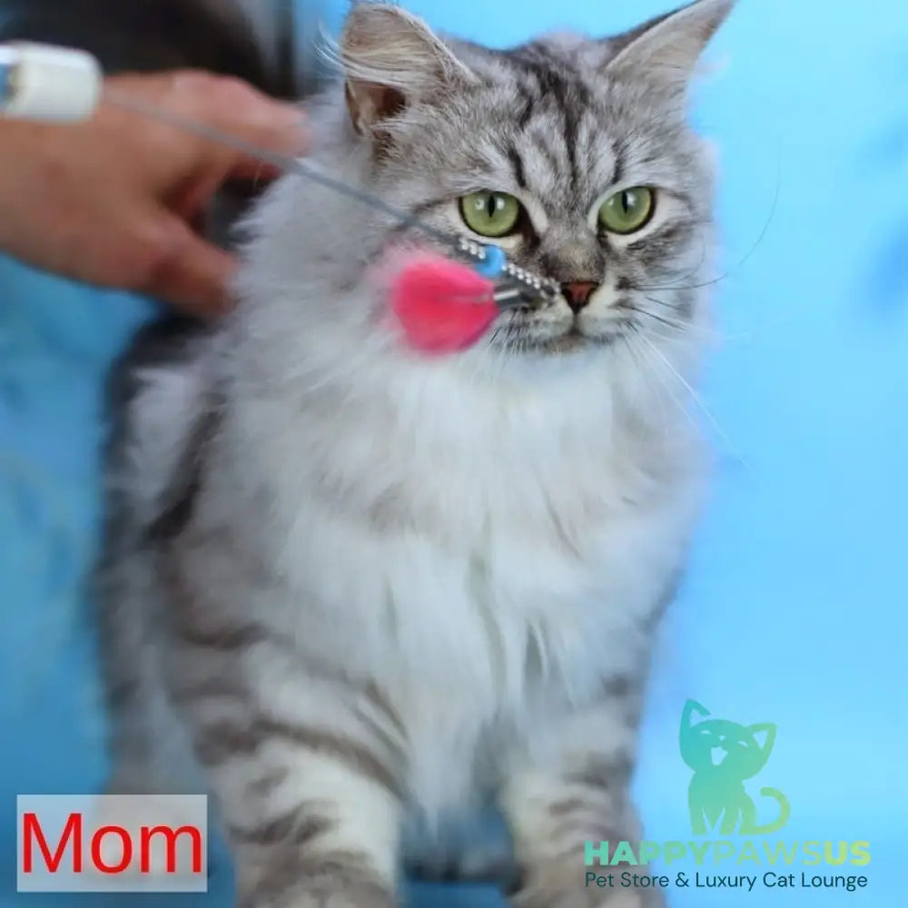 Gemma Siberian female black spotted tabby - live animals
