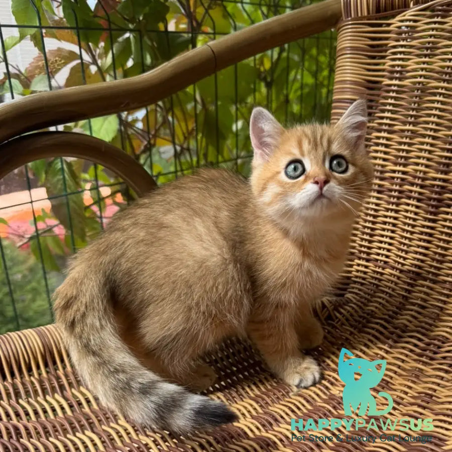 Gena Scottish Straight male black golden shaded - live animals
