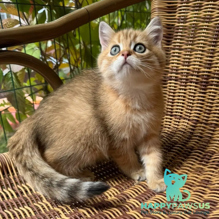 Gena Scottish Straight male black golden shaded - live animals