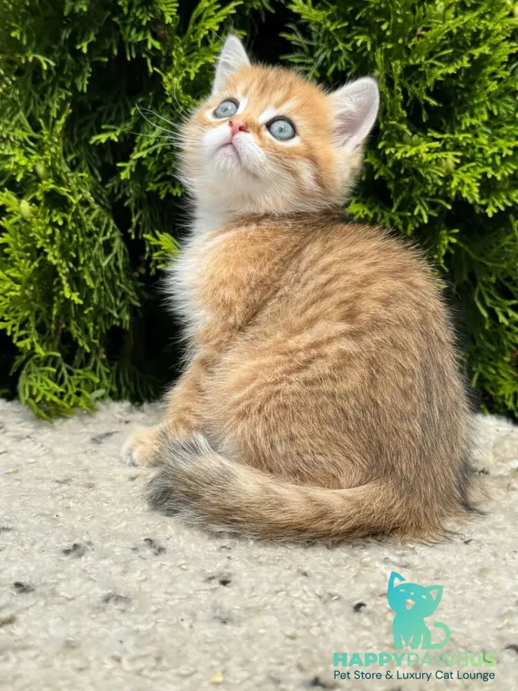 Gena Scottish Straight male black golden shaded - live animals