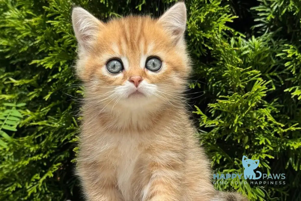 Gena Scottish Straight male black golden shaded - live animals
