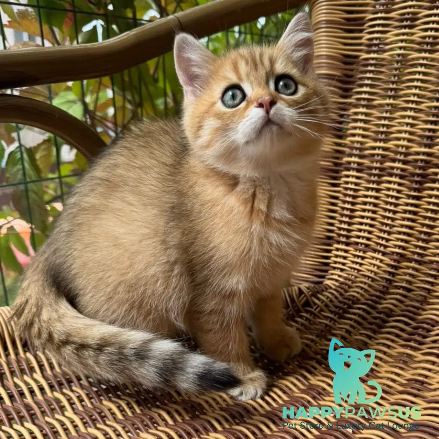 Gena Scottish Straight male black golden shaded - live animals