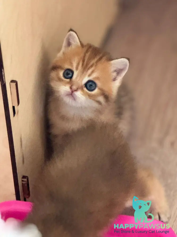 Gena Scottish Straight male black golden shaded - live animals