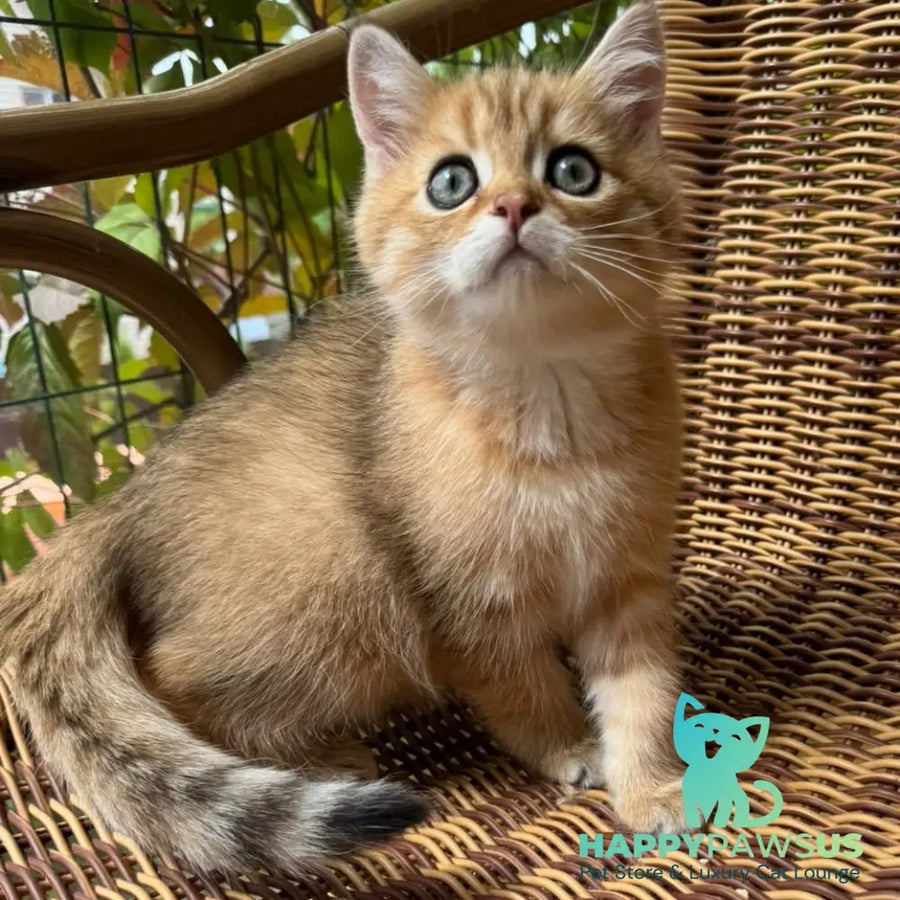 Gena Scottish Straight male black golden shaded - live animals