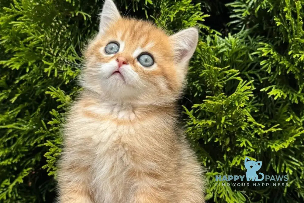 Gena Scottish Straight male black golden shaded - live animals