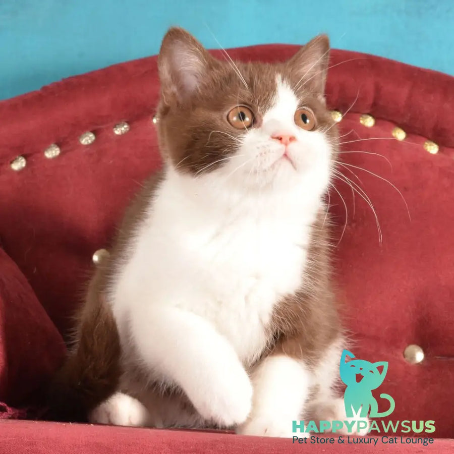 Geneva British Shorthair female chocolate bicolour - live animals