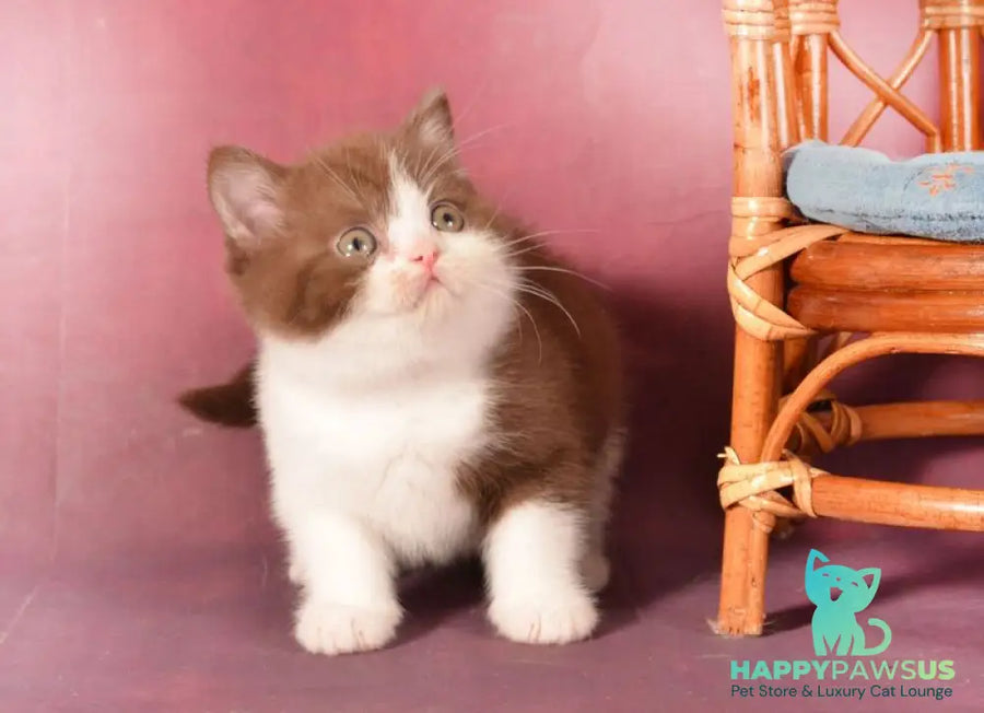 Geneva British Shorthair female chocolate bicolour - live animals