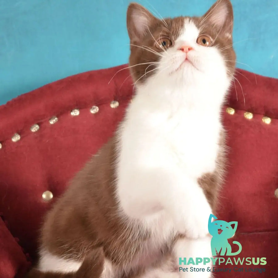 Geneva British Shorthair female chocolate bicolour - live animals
