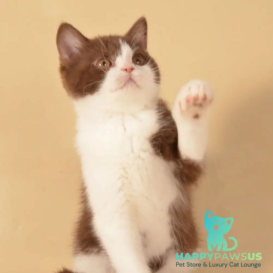 Geneva British Shorthair female chocolate bicolour - live animals
