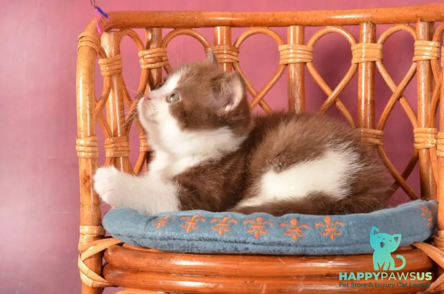 Geneva British Shorthair female chocolate bicolour - live animals