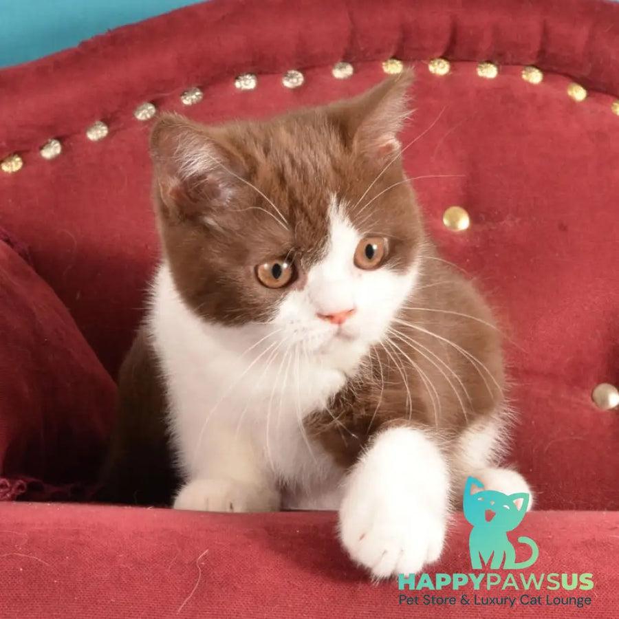 Geneva British Shorthair female chocolate bicolour - live animals