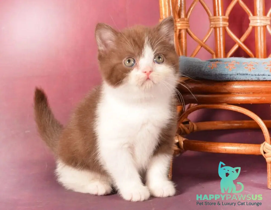 Geneva British Shorthair female chocolate bicolour - live animals