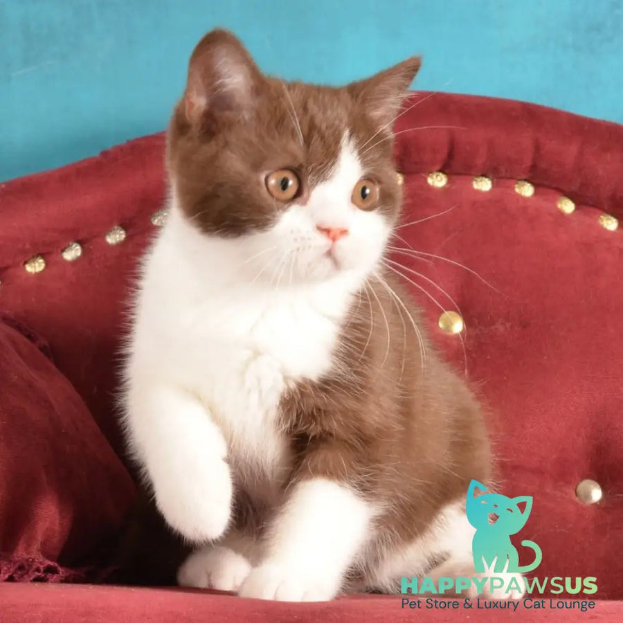 Geneva British Shorthair female chocolate bicolour - live animals