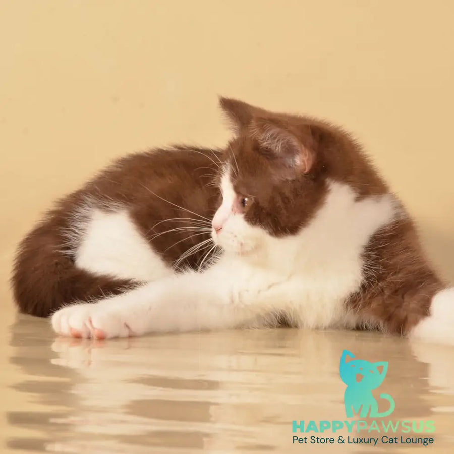Geneva British Shorthair female chocolate bicolour - live animals