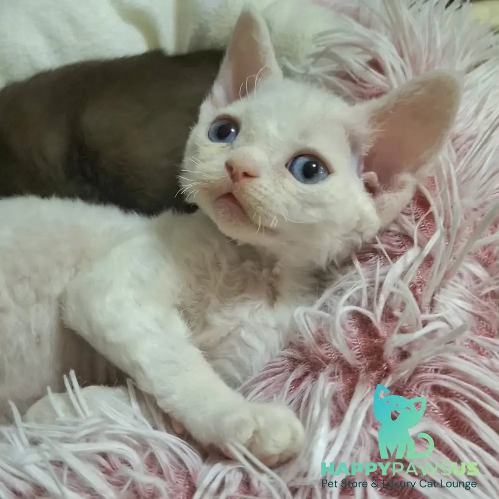 Genri Devon Rex male white - live animals