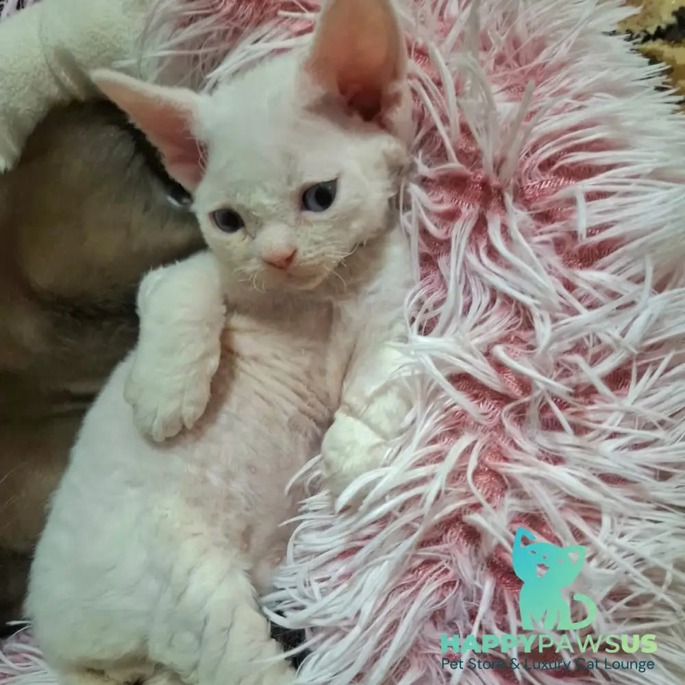 Genri Devon Rex male white - live animals