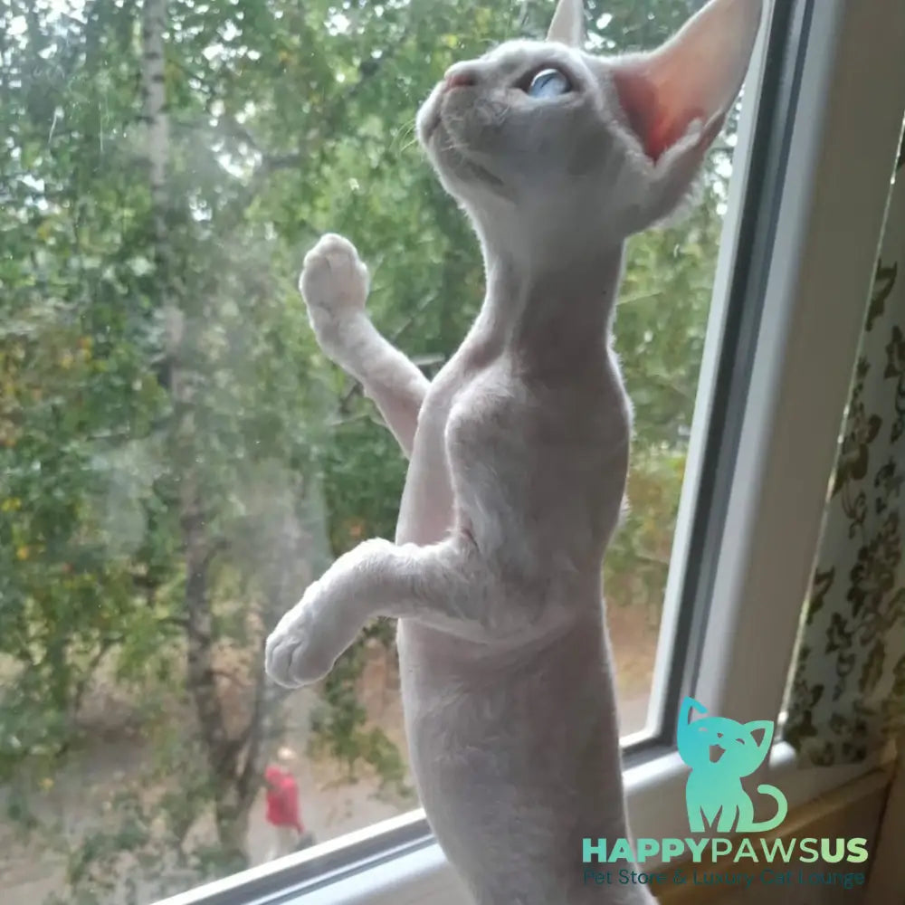 Genri Devon Rex male white - live animals