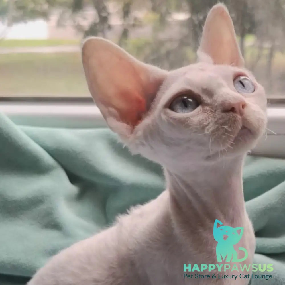 Genri Devon Rex male white - live animals