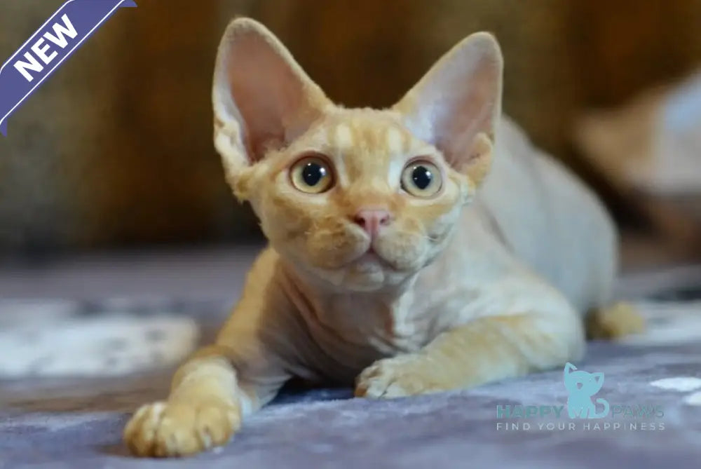 Genry Devon Rex male red live animals