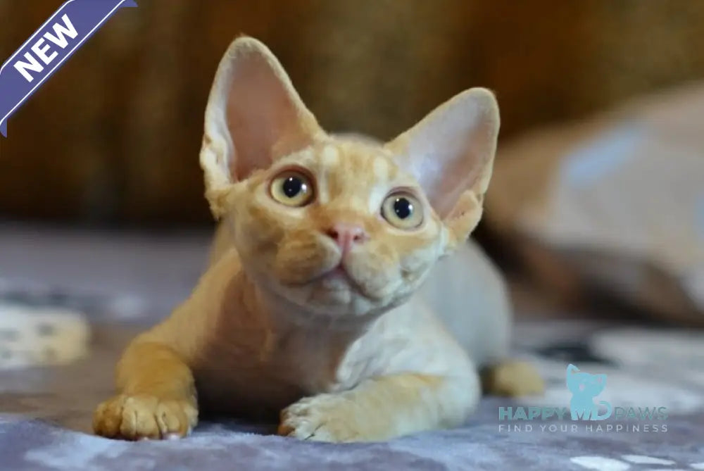 Genry Devon Rex male red live animals