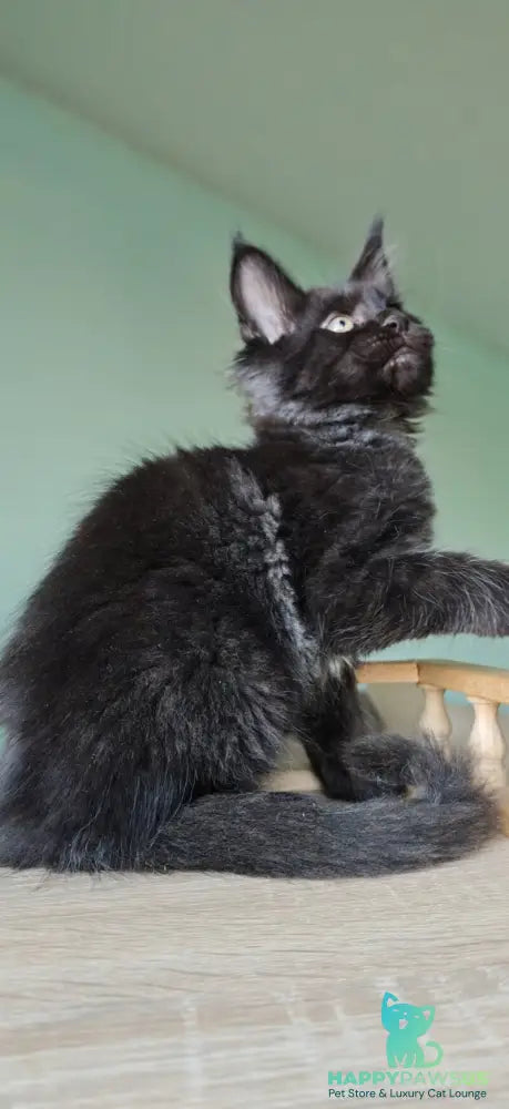 Genry Maine Coon male black - live animals