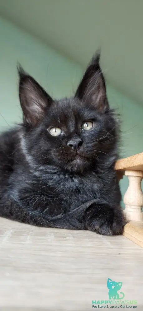 Genry Maine Coon male black - live animals