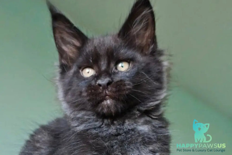 Genry Maine Coon male black - live animals