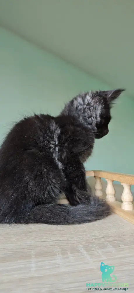Genry Maine Coon male black - live animals