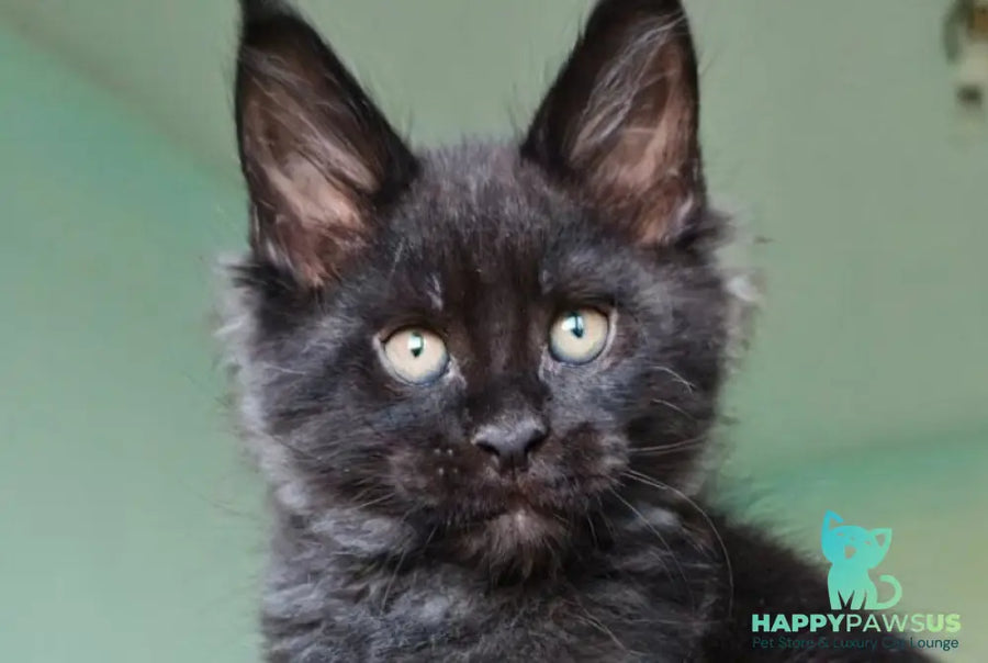 Genry Maine Coon male black - live animals