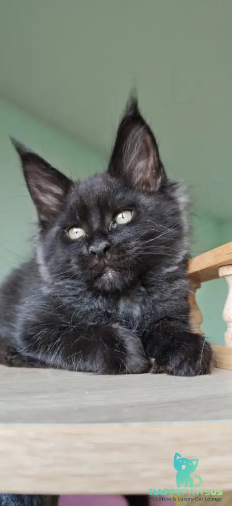 Genry Maine Coon male black - live animals