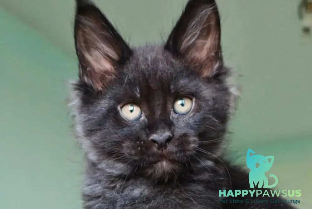 Genry Maine Coon male black - live animals