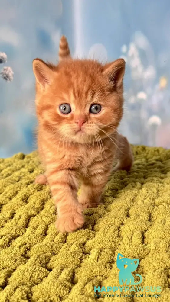 George British Shorthair male red - live animals