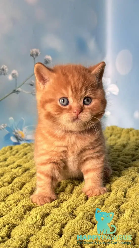 George British Shorthair male red - live animals