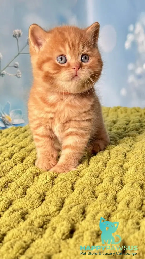 George British Shorthair male red - live animals