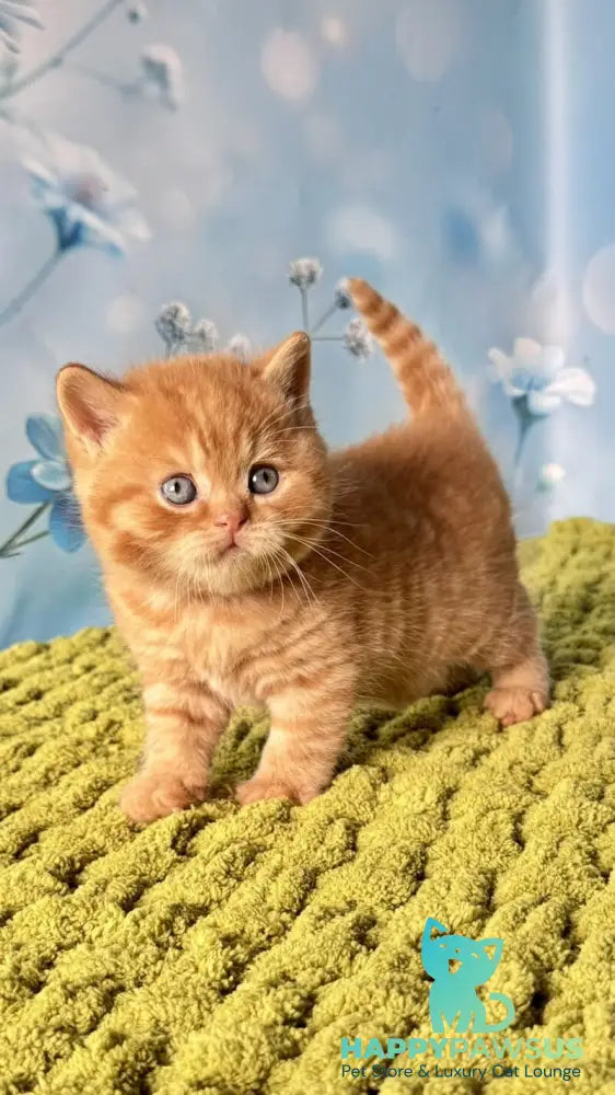 George British Shorthair male red - live animals