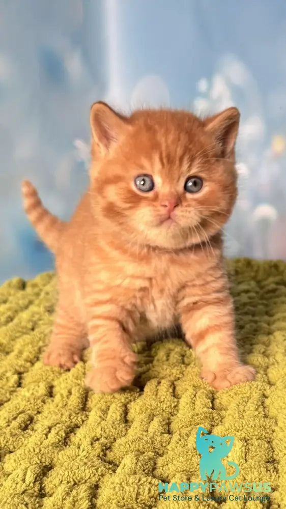 George British Shorthair male red - live animals
