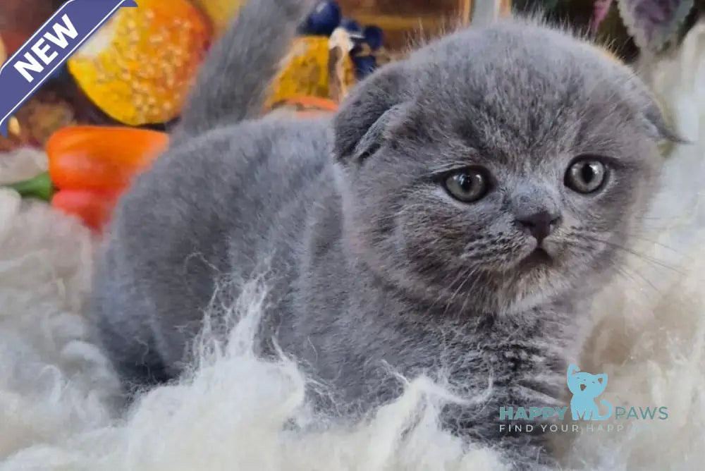 George Scottish Fold male blue live animals
