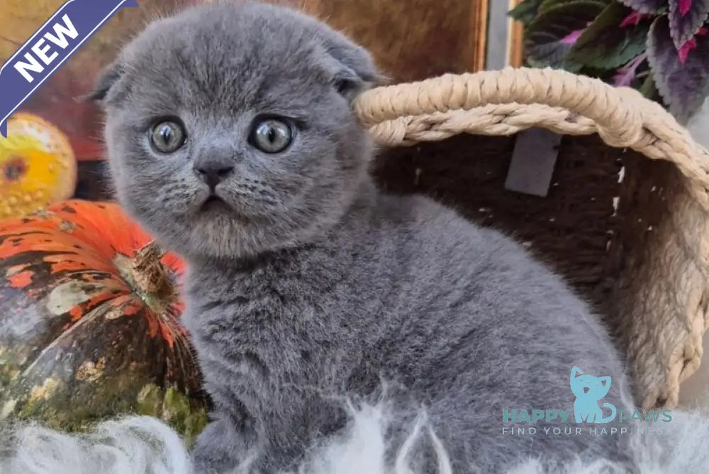 George Scottish Fold male blue live animals