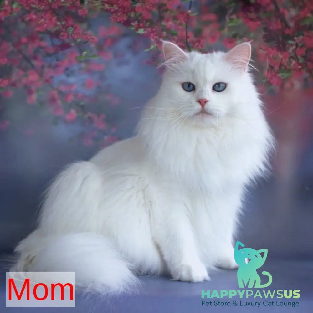 George Siberian male white - live animals