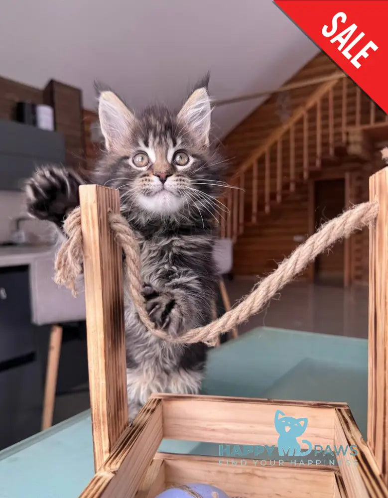 Georgina Maine Coon female black spotted tabby - live animals
