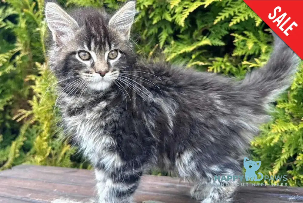 Georgina Maine Coon female black spotted tabby - live animals