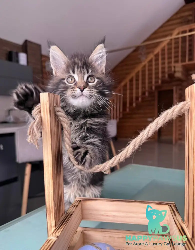Georgina Maine Coon female black spotted tabby - live animals