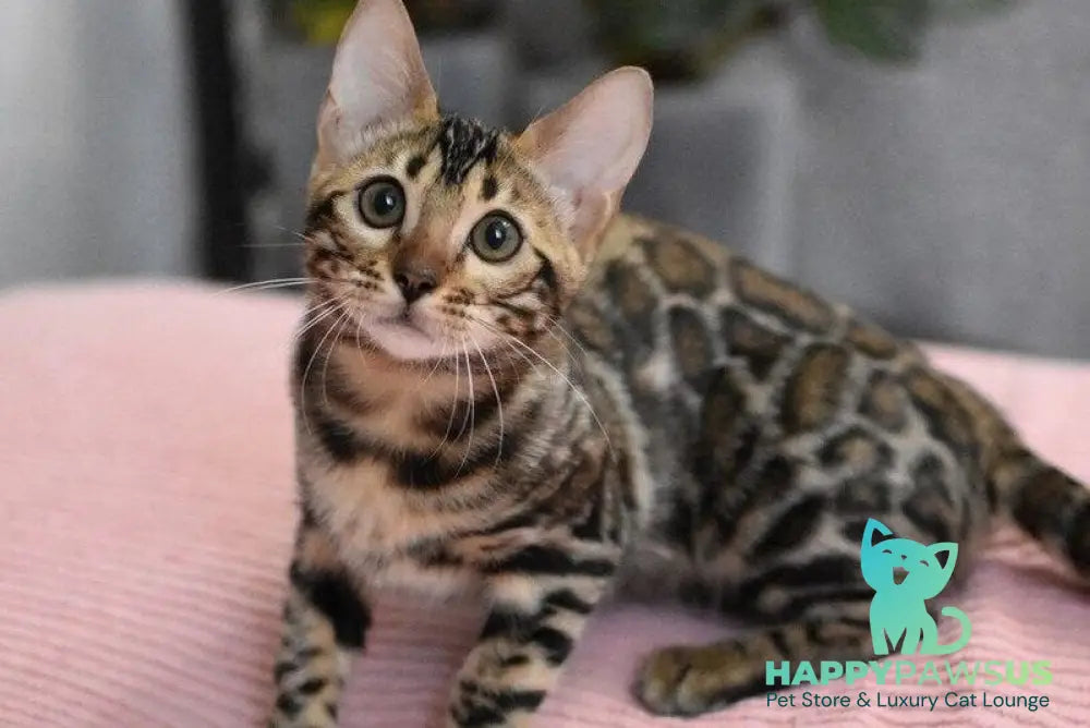 Gera Bengal male black spotted tabby - live animals
