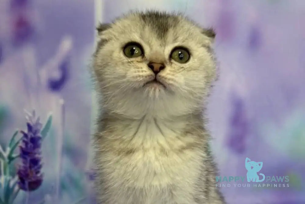 Gera Scottish Fold female black silver ticked tabby live animals