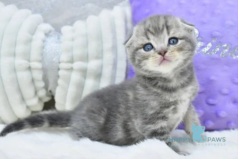 Gera Scottish Fold male blue spotted tabby live animals