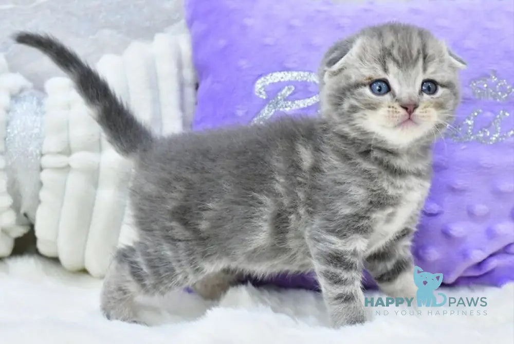 Gera Scottish Fold male blue spotted tabby live animals