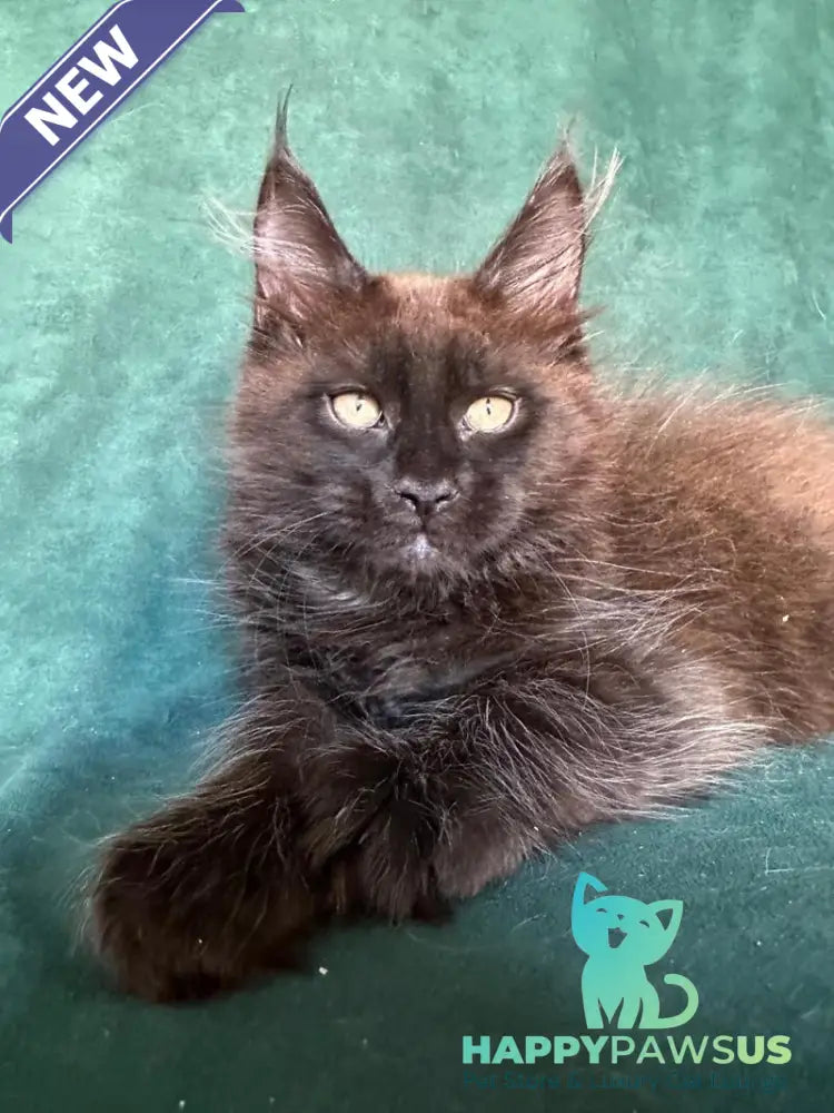 Gerald Maine Coon male black with white - live animals