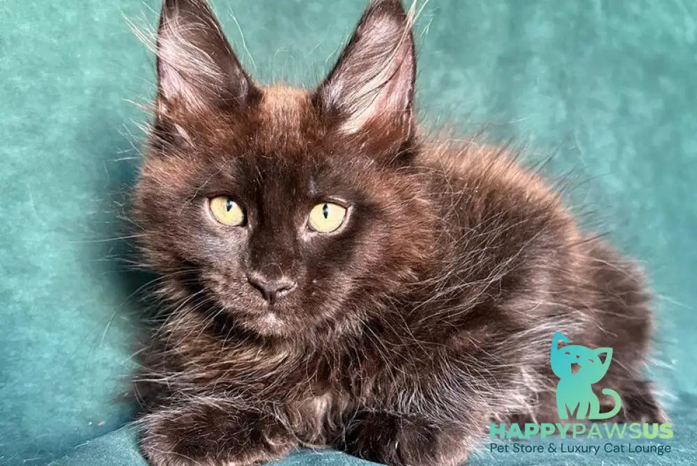 Gerald Maine Coon male black with white - live animals