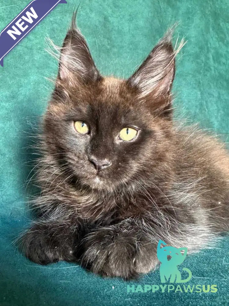 Gerald Maine Coon male black with white - live animals